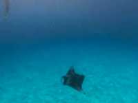 Akoya Pearl Sailing Cruise: A Luxurious Ocean Escape