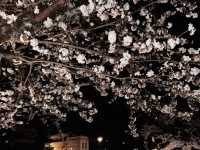 🌸【名古屋秘境夜櫻｜高山陣屋紅橋的櫻花盛宴】  