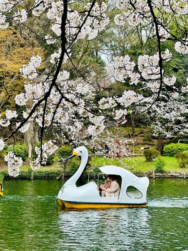 踩天鵝船賞櫻！快來井之頭恩賜公園，感受春櫻花海。