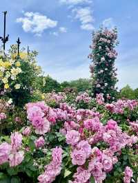 Spring Outing: Keisei Rose Garden🌼