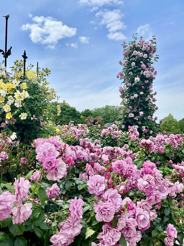 Spring Outing: Keisei Rose Garden🌼