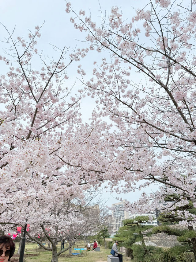 벚꽃이 피는 다카마쓰 성!!