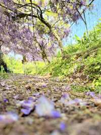 淡水｜紫色浪漫來襲 紫藤花園日本紫藤賞花期只有兩周