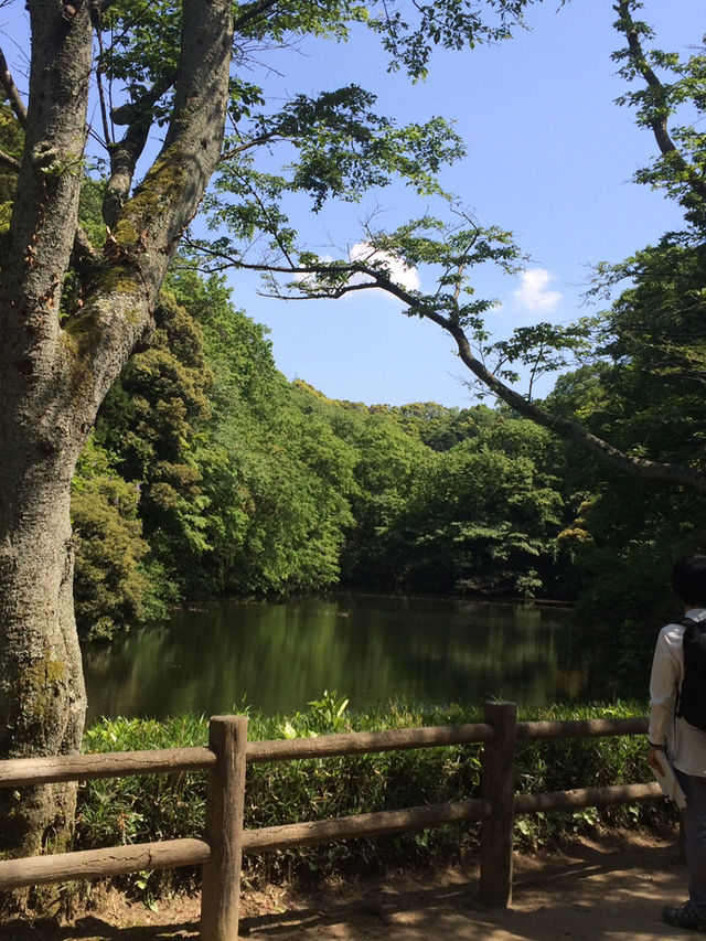 【鎌倉アルプス:北鎌倉・山之内・今泉の秘境から二階堂まで。散在ヶ池公園・陰陽滝・天園ハイキングコース 】