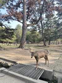 เที่ยวหาน้องกวาง 🦌 ที่เมืองนารา 🇯🇵