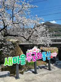 일본느낌 벚꽃감성 가득한 청도 신도마을