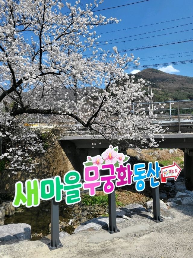 일본느낌 벚꽃감성 가득한 청도 신도마을