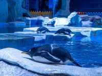 สวนสนุกโลกใต้ทะเล Shanghai Haichang Ocean Park