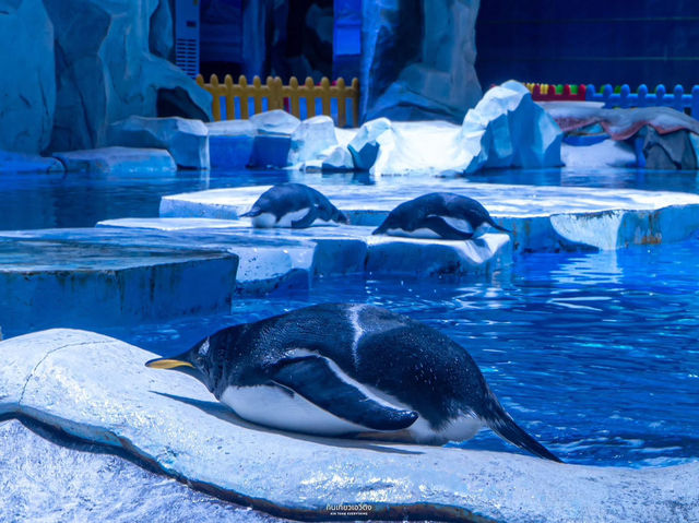 สวนสนุกโลกใต้ทะเล Shanghai Haichang Ocean Park