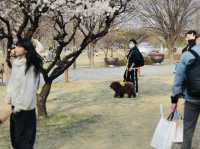 首爾｜春天限定美景絕對不輸日本！汝怡島漢江公園櫻花美到不真實，韓妞都來這裡拍