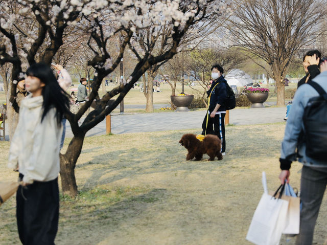 首爾｜春天限定美景絕對不輸日本！汝怡島漢江公園櫻花美到不真實，韓妞都來這裡拍