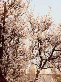 Seoul's Spring Crown Jewel: Yeouido in Full Floral Splendor 