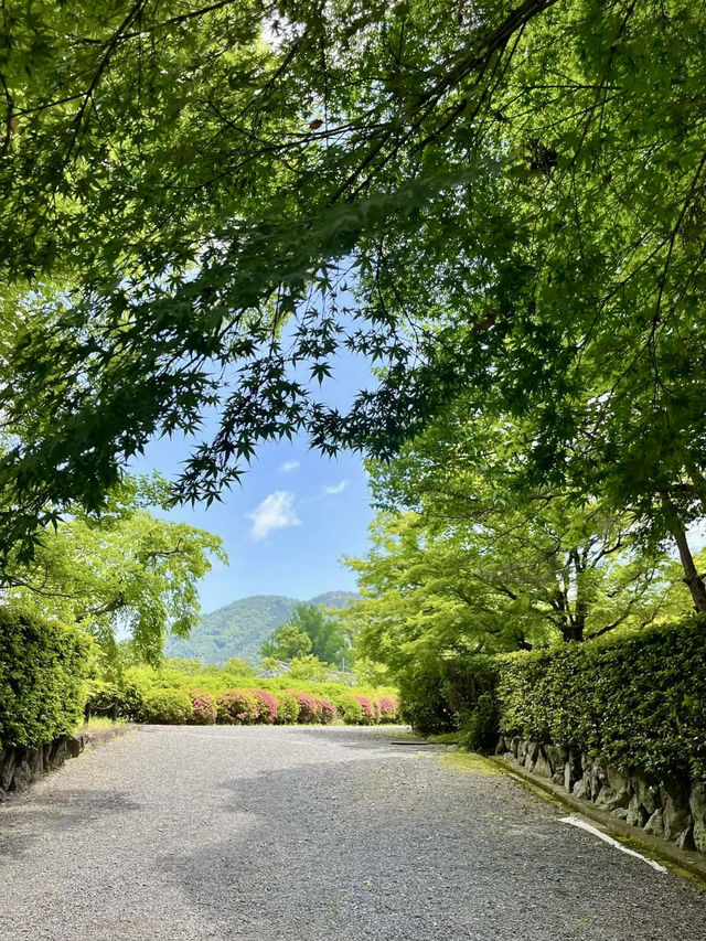 Spring Visit to Zuishin-in🌼