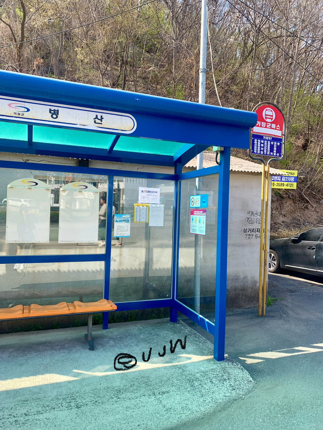 부산 봄 데이트는 여기서! (실시간 만개)