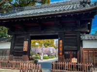 【名古屋】徳川園で歴史と桜の共演を堪能🌸✨
