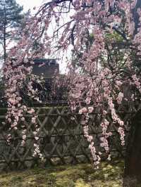Spring at Kitano Tenmangū – A Plum Blossom Paradise