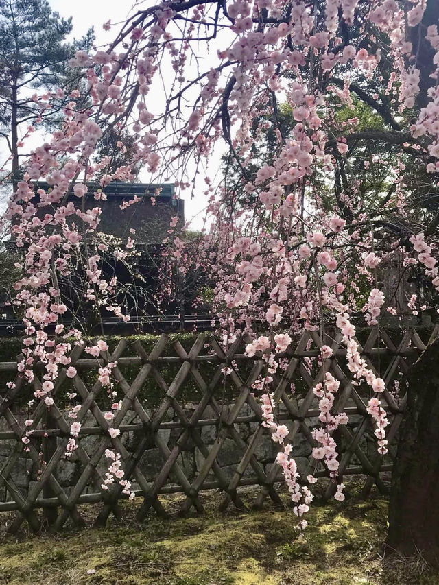 Spring at Kitano Tenmangū – A Plum Blossom Paradise