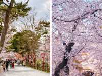 【愛知県】ライトアップが幻想的✨岡崎城公園のさくら