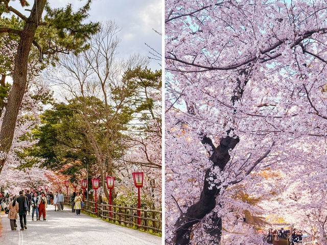【愛知県】ライトアップが幻想的✨岡崎城公園のさくら
