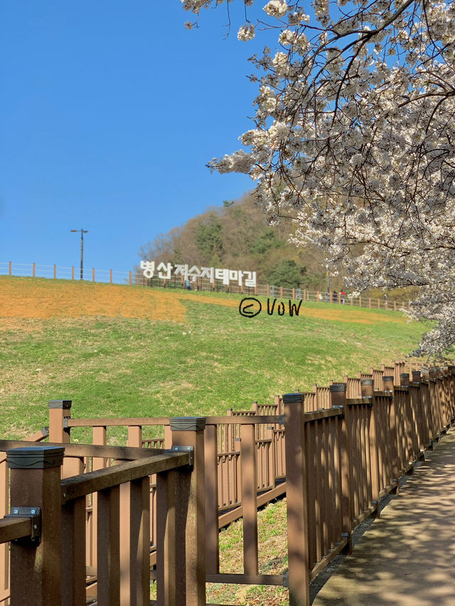 기장 병산 저수지에서 벚꽃데이투🌸