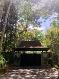 ✨💙Greenery at The Farm at San Benito✨💙