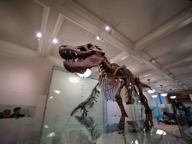 【American Museum of Natural Historyで1日を過ごす】🦖🌍