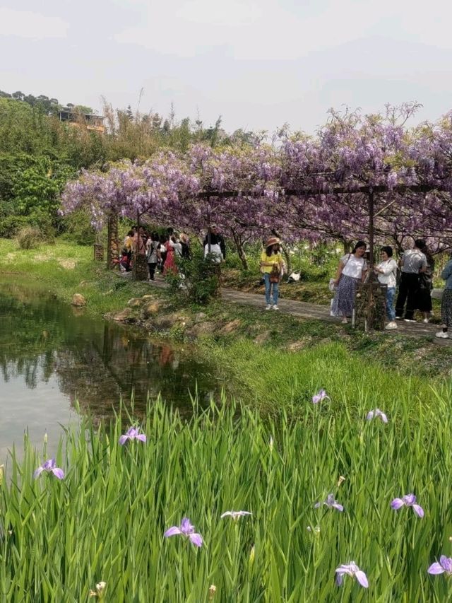 紫藤花開