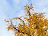 【🍁山寺の絶景】龍門寺の紅葉が幻想的！
