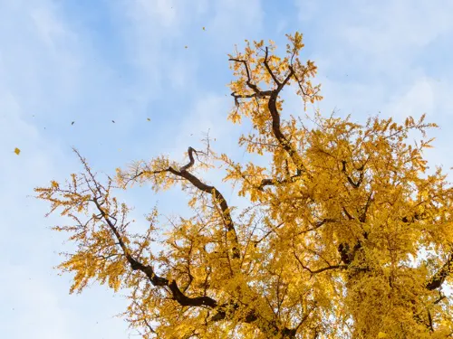 【🍁산사의 절경】 용문사의 단풍이 환상적!