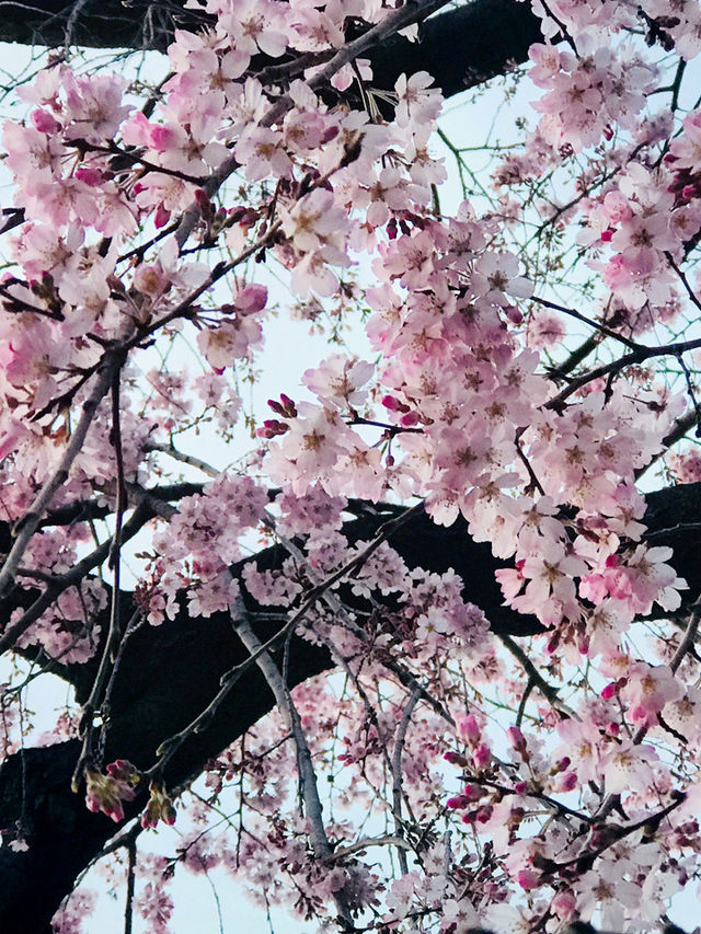 【春の夜の東京港区芝地区　田町-増上寺-東京タワー,芝公園-聖オルバン教会-麻布台、神谷町までシティウォーク。】 