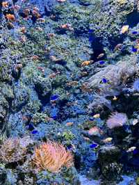 Under the Sea in Singapore – A Magical Dive Without Getting Wet!