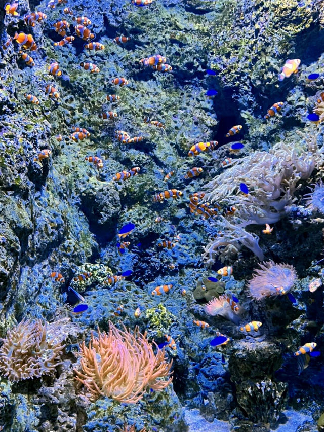 Under the Sea in Singapore – A Magical Dive Without Getting Wet!