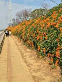 #炮仗花海公園-苗栗縣銅鑼鄉