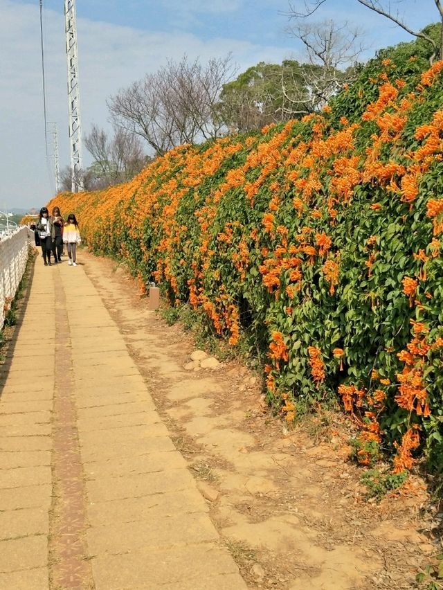 #炮仗花海公園-苗栗縣銅鑼鄉