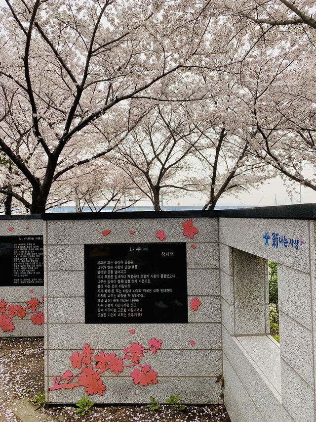 Spring Serenity in Busan: A Dreamy Sakura Escape Along Nakdong River!