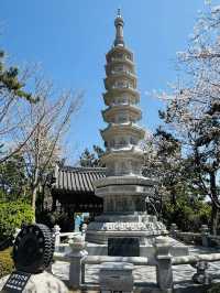 Unexpected Sakura Magic at Haedong Yonggungsa!
