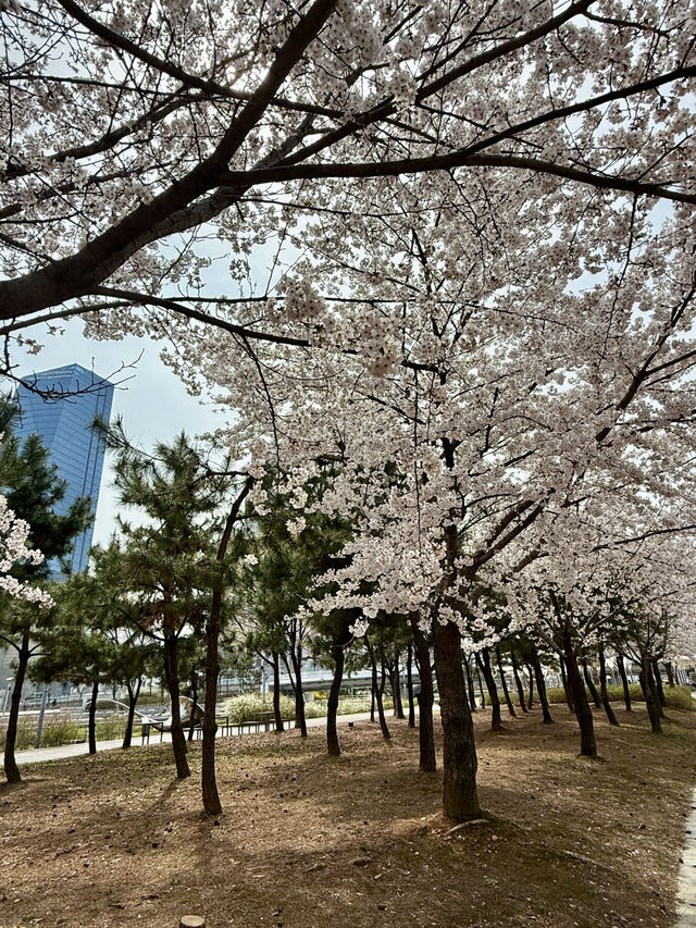 인천에서 붐비지 않는 벚꽃 명소를 찾는다면?!