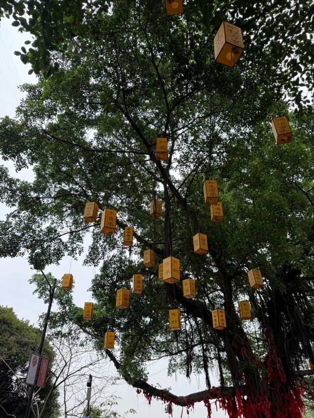 Baiyun mountain ภูเขาไป่หยุน