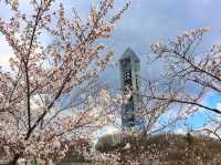 名古屋賞櫻，春光爛漫的東山動植物園