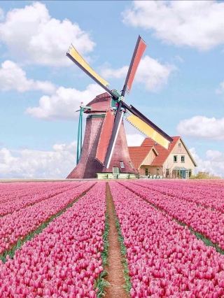 Tulip Farming