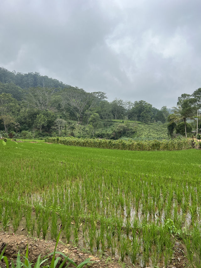 Should you visit Ella? Sri Lanka 