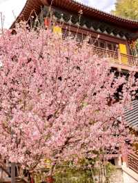 Cherry Blossoms at Daxiongjiang Temple, Liangzhu – A Hidden Gem in Full Bloom