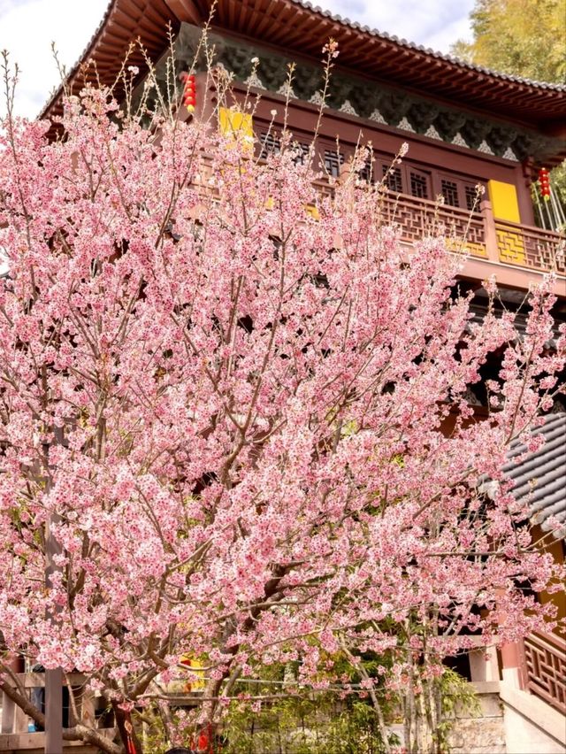 Cherry Blossoms at Daxiongjiang Temple, Liangzhu – A Hidden Gem in Full Bloom