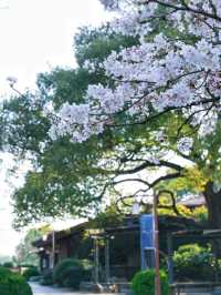 China National Tea Museum Cherry Blossoms– A Fragrant Fusion of Tea Culture and Sakura Serenity