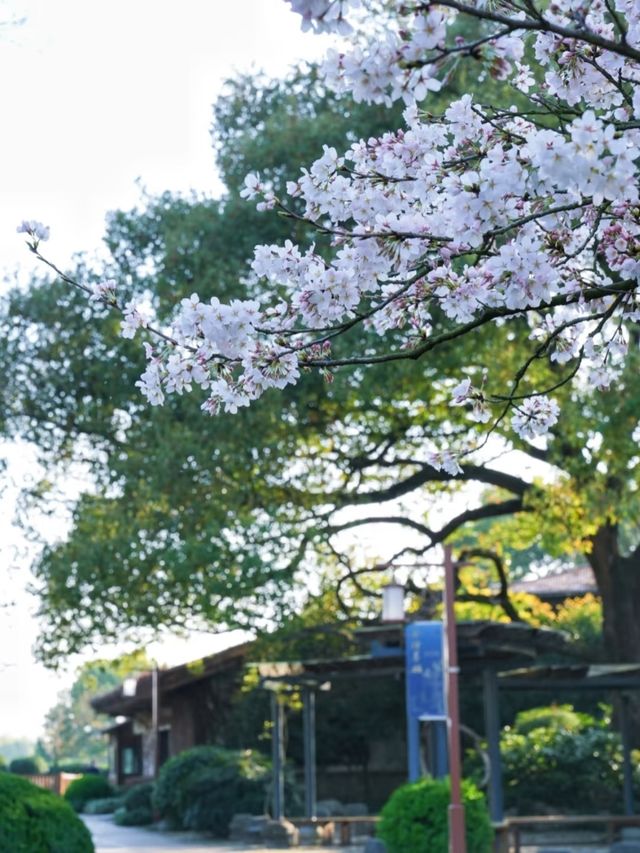 China National Tea Museum Cherry Blossoms– A Fragrant Fusion of Tea Culture and Sakura Serenity