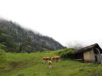A Peaceful Escape: Animals, Flowers, and the Magic of Zermatt Village