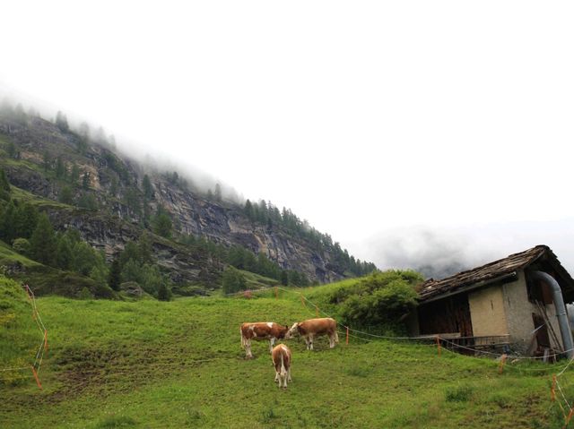 A Peaceful Escape: Animals, Flowers, and the Magic of Zermatt Village