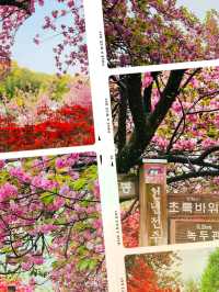 Wansan Chilbong Flower Garden: A Double Cherry Blossom Delight 🌸🌸