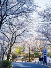 Roppongi's Hidden Gem: The Prettiest Cherry Blossom Street in Tokyo