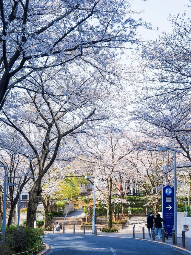 Roppongi's Hidden Gem: The Prettiest Cherry Blossom Street in Tokyo